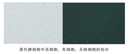细胞计数仪细胞划分图片 细胞计数仪细胞划分图片